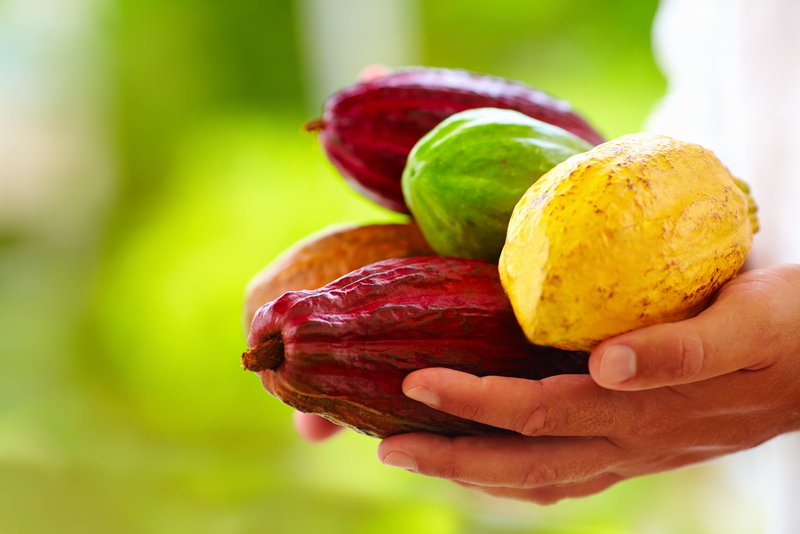 The Future of Chocolate